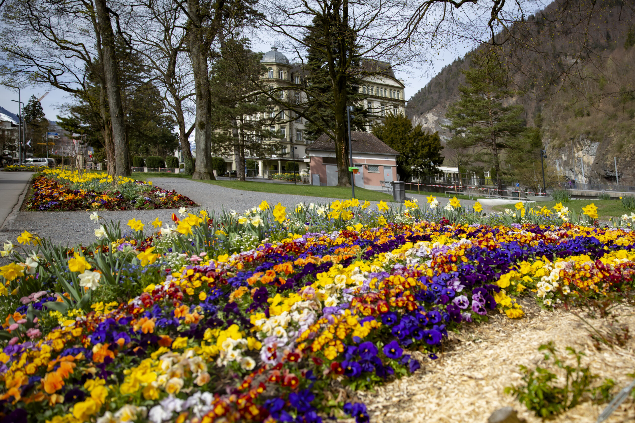 Home Frühlingsblumen